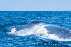 A blue whale opens its twin blowholes while breathing at the surface between dives.  The blue whale is the largest animal on earth, reaching 80 feet in length and weighing as much as 300,000 pounds.  Near Islas Coronado (Coronado Islands), Balaenoptera musculus, Coronado Islands (Islas Coronado)