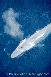 Blue whale, exhaling in a huge blow as it swims at the surface between deep dives.  The blue whale's blow is a combination of water spray from around its blowhole and condensation from its warm breath, Balaenoptera musculus, La Jolla, California