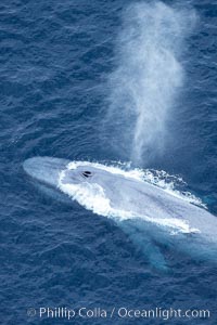 Blue whale, exhaling in a huge blow as it swims at the surface between deep dives.  The blue whale's blow is a combination of water spray from around its blowhole and condensation from its warm breath, Balaenoptera musculus, La Jolla, California