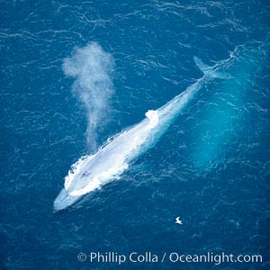 Blue whale, exhaling in a huge blow as it swims at the surface between deep dives.  The blue whale's blow is a combination of water spray from around its blowhole and condensation from its warm breath, Balaenoptera musculus, La Jolla, California