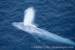 Blue whale, exhaling in a huge blow as it swims at the surface between deep dives.  The blue whale's blow is a combination of water spray from around its blowhole and condensation from its warm breath, Balaenoptera musculus, La Jolla, California