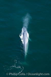 Blue whale, exhaling as it surfaces from a dive, aerial photo.  The blue whale is the largest animal ever to have lived on Earth, exceeding 100' in length and 200 tons in weight, Balaenoptera musculus, Redondo Beach, California