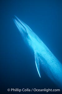 Blue whale, the large animal ever to live on earth, underwater view in the open ocean, Balaenoptera musculus