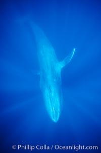 Blue whale, the large animal ever to live on earth, underwater view in the open ocean, Balaenoptera musculus