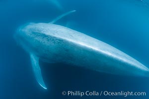 Blue whale underwater closeup photo.  This incredible picture of a blue whale, the largest animal ever to inhabit earth, shows it swimming through the open ocean, a rare underwater view.  Over 80' long and just a few feet from the camera, an extremely wide lens was used to photograph the entire enormous whale, Balaenoptera musculus