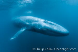 Blue whale underwater closeup photo.  This incredible picture of a blue whale, the largest animal ever to inhabit earth, shows it swimming through the open ocean, a rare underwater view.  Over 80' long and just a few feet from the camera, an extremely wide lens was used to photograph the entire enormous whale, Balaenoptera musculus