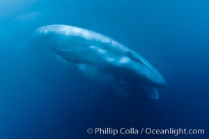 Blue Whale Photos