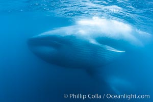 Blue whales feeding on krill underwater closeup photo.  A picture of a blue whale with its throat pleats inflated with a mouthful of krill. A calf swims behind and below the adult. Over 80' long and just a few feet from the camera, an extremely wide lens was used to photograph the entire enormous whale, Balaenoptera musculus