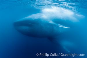 Blue whales feeding on krill underwater closeup photo.  A picture of a blue whale with its throat pleats inflated with a mouthful of krill. A calf swims behind and below the adult. Over 80' long and just a few feet from the camera, an extremely wide lens was used to photograph the entire enormous whale, Balaenoptera musculus