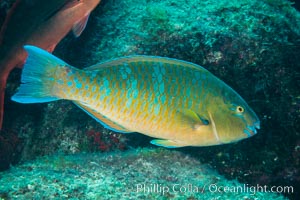 Bluechin Parrotfish, Scarus ghobban, Sea of Cortez, Isla San Diego, Baja California, Mexico