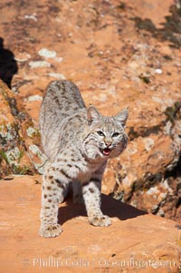 Bobcat.  Bobcats are found throughout North America from southern Canada to southern Mexico. In the United States population densities are much higher in the southeastern region than in the western states. Bobcats can be found in a variety of habitats, including forests, semi-deserts, mountains, and brushland. They sleep in hidden dens, often in hollow trees, thickets, or rocky crevices, Lynx rufus