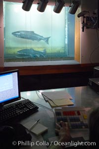 A fisheries biologist counts salmon migrating upstream to spawn as the fish move through the Bonneville Dam fish ladders, Columbia River, Bonneville Dam and Locks, Oregon