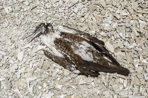 Booby Bird Carcass on Barren Coral Rubble Beach, Clipperton Island