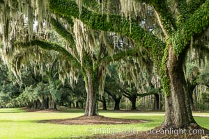 Oak Alley at Boone Hall Plantation, a shaded tunnel of huge old south live oak trees, Charleston, South Carolina, Quercus virginiana