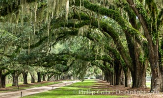 Oak Alley at Boone Hall Plantation, a shaded tunnel of huge old south live oak trees, Charleston, South Carolina, Quercus virginiana