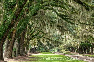 Oak Alley at Boone Hall Plantation, a shaded tunnel of huge old south live oak trees, Charleston, South Carolina, Quercus virginiana