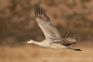 Sandhill crane spreads its broad wings as it takes flight in early morning light.  This crane is one of over 5000 present in Bosque del Apache National Wildlife Refuge, stopping here during its winter migration, Grus canadensis, Socorro, New Mexico