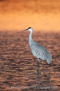 A sandhill crane, standing in still waters with rich gold sunset light reflected around it, Grus canadensis, Bosque del Apache National Wildlife Refuge, Socorro, New Mexico