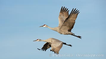Sandhill cranes in flight, side by side in near-synchonicity, spreading their broad wides wide as they fly, Grus canadensis, Bosque del Apache National Wildlife Refuge, Socorro, New Mexico