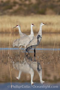 A trio of sandhill cranes, standing in perfectly still water, reflected like a mirror in rich early morning light, Grus canadensis, Bosque del Apache National Wildlife Refuge, Socorro, New Mexico
