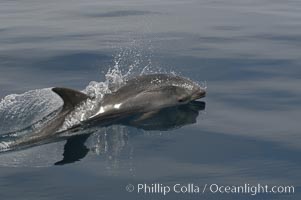 Pacific bottlenose dolphin hydrodynamically slices the ocean as it surfaces to breathe.  Open ocean near San Diego, Tursiops truncatus