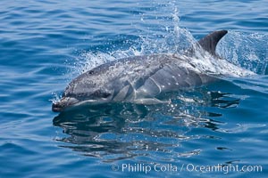 Bottlenose dolphin, breaching the surface of the ocean, offshore of San Diego, Tursiops truncatus