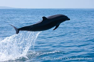 Bottlenose dolphin, leaping over the surface of the ocean, offshore of San Diego, Tursiops truncatus