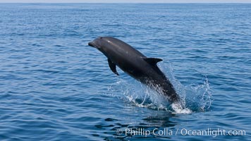 Bottlenose dolphin, leaping over the surface of the ocean, offshore of San Diego, Tursiops truncatus