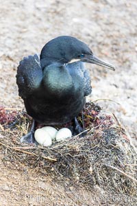 Brandt's Cormorant with eggs on the nest, nesting material composed of kelp and sea weed, La Jolla, Phalacrocorax penicillatus
