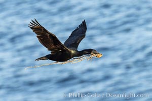 Brandt's Cormorant carrying nesting material, in flight as it returns to its cliffside nest, Phalacrocorax penicillatus, La Jolla, California