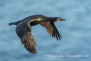 Brandt's cormorant cormorant in flight, Phalacrocorax penicillatus, La Jolla, California