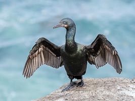 Brandt's Cormorant Drying Wings on Seacliffs over the Pacific Ocean, La Jolla, California