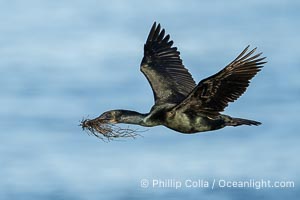 Brandt's Cormorant Flying Carrying Nesting Material, a clump of seaweed (marine algae) and surf grass, La Jolla