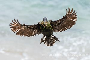 Brandt's Cormorant Flying Carrying Nesting Material, a clump of seaweed (marine algae) and surf grass, La Jolla