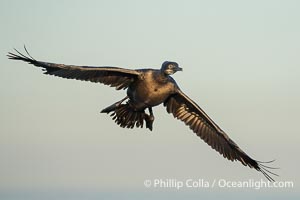 Brandt's Cormorant Flying in La Jolla, lit by early morning sun, non-breeding plumage, Phalacrocorax penicillatus