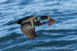 Brandt's Cormorant Flying with Nesting Material, a clump of seaweed (marine algae), La Jolla, Phalacrocorax penicillatus