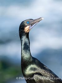 Brandt's Cormorant portrait in afternoon sun with ocean whitewash in the background, Phalacrocorax penicillatus, La Jolla, California