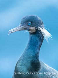 Brandt's Cormorant Portrait with Breeding Plumage, with blue throat and white feathers on each side of the head, La Jolla, California