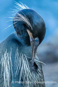 Brandt's Cormorant Portrait with Breeding Plumage, with blue throat and white feathers on each side of the head, La Jolla, California