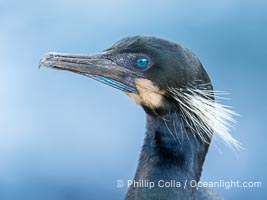 Brandt's Cormorant Portrait with Breeding Plumage, with blue throat and white feathers on each side of the head, La Jolla, California