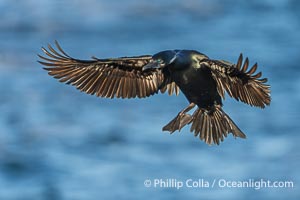 Brandt's Cormorant Spreading Wings to Land on sea cliffs overlooking the Pacific Ocean, Phalacrocorax penicillatus, La Jolla, California