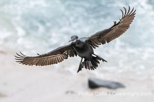 Brandt's Cormorant Spreading Wings to Land on sea cliffs overlooking the Pacific Ocean, La Jolla, California