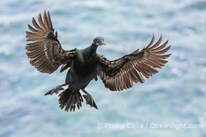 Brandt's Cormorant Spreading Wings to Land on sea cliffs overlooking the Pacific Ocean, La Jolla, California