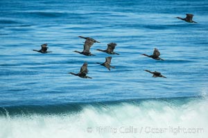 Brandt's cormorants flying over a breaking wave, Phalacrocorax penicillatus, La Jolla, California
