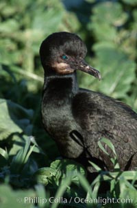 Brandts cormorant, Phalacrocorax penicillatus, La Jolla, California