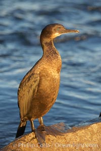 Brandt's cormorant in early morning golden sunrise light, on the Monterey breakwater rocks, Phalacrocorax penicillatus