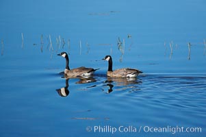 Canada geese along the Yellowstone River, Branta canadensis, Hayden Valley, Yellowstone National Park, Wyoming