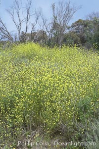 Black mustard, Batiquitos Lagoon, Carlsbad, Brassica nigra