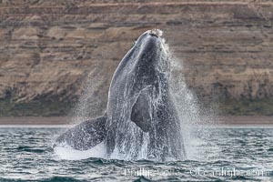 Breaching southern right whale, Eubalaena australis, Patagonia, Eubalaena australis, Puerto Piramides, Chubut, Argentina