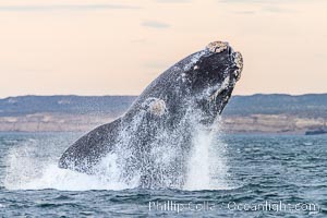 Breaching southern right whale, Eubalaena australis, Patagonia, Eubalaena australis, Puerto Piramides, Chubut, Argentina